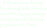 IN these remote forests, live amazing birds, fabulous insect life, happy monkeys and the last wild elephant population of China. 