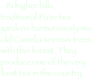 IN higher hills, traditional Pu'er tea gardens harmoniously mix old Camelia sinensis trees with thin forest. They produce one of the very best tea in the country.  